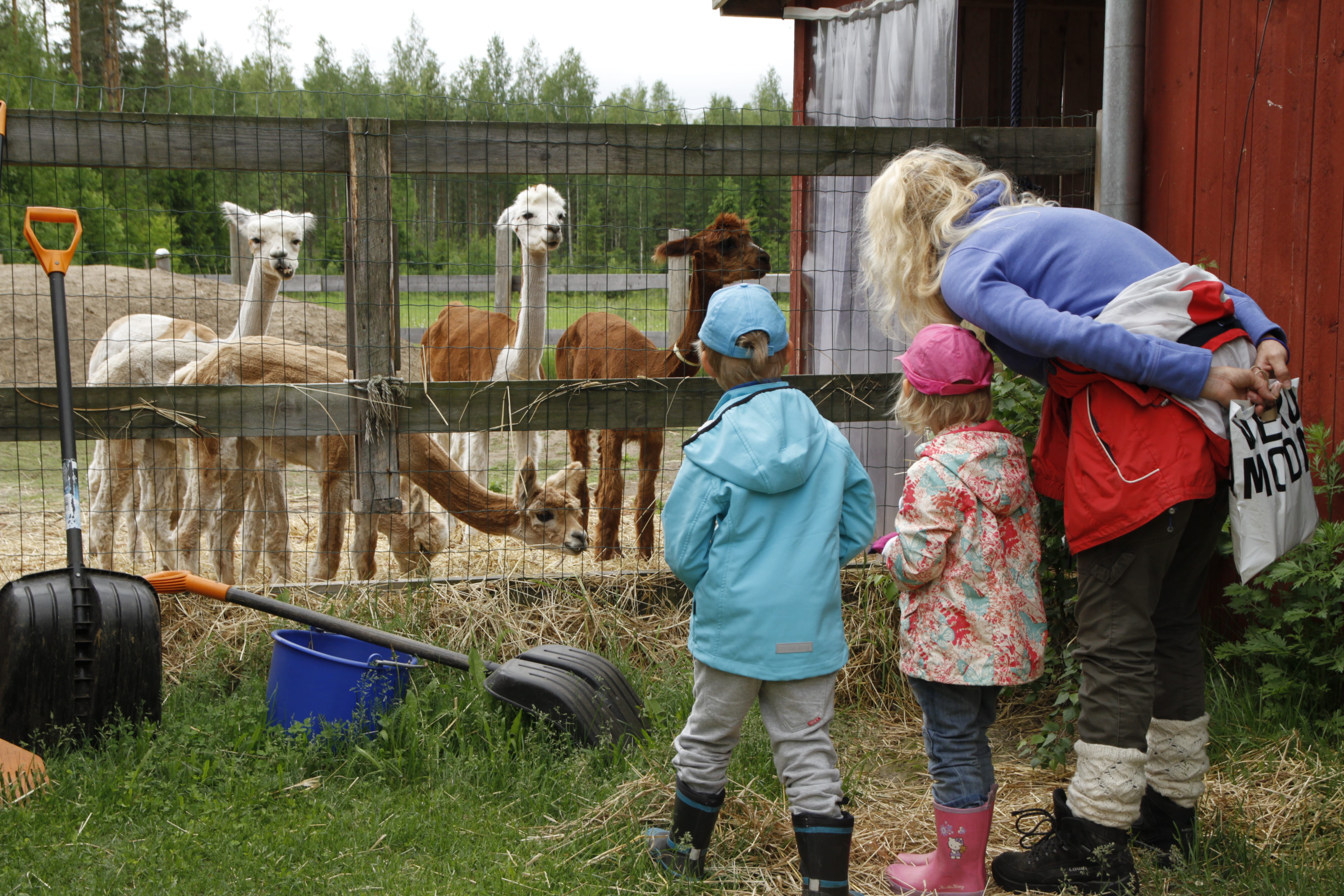 Children and an adult watching an alpaca.