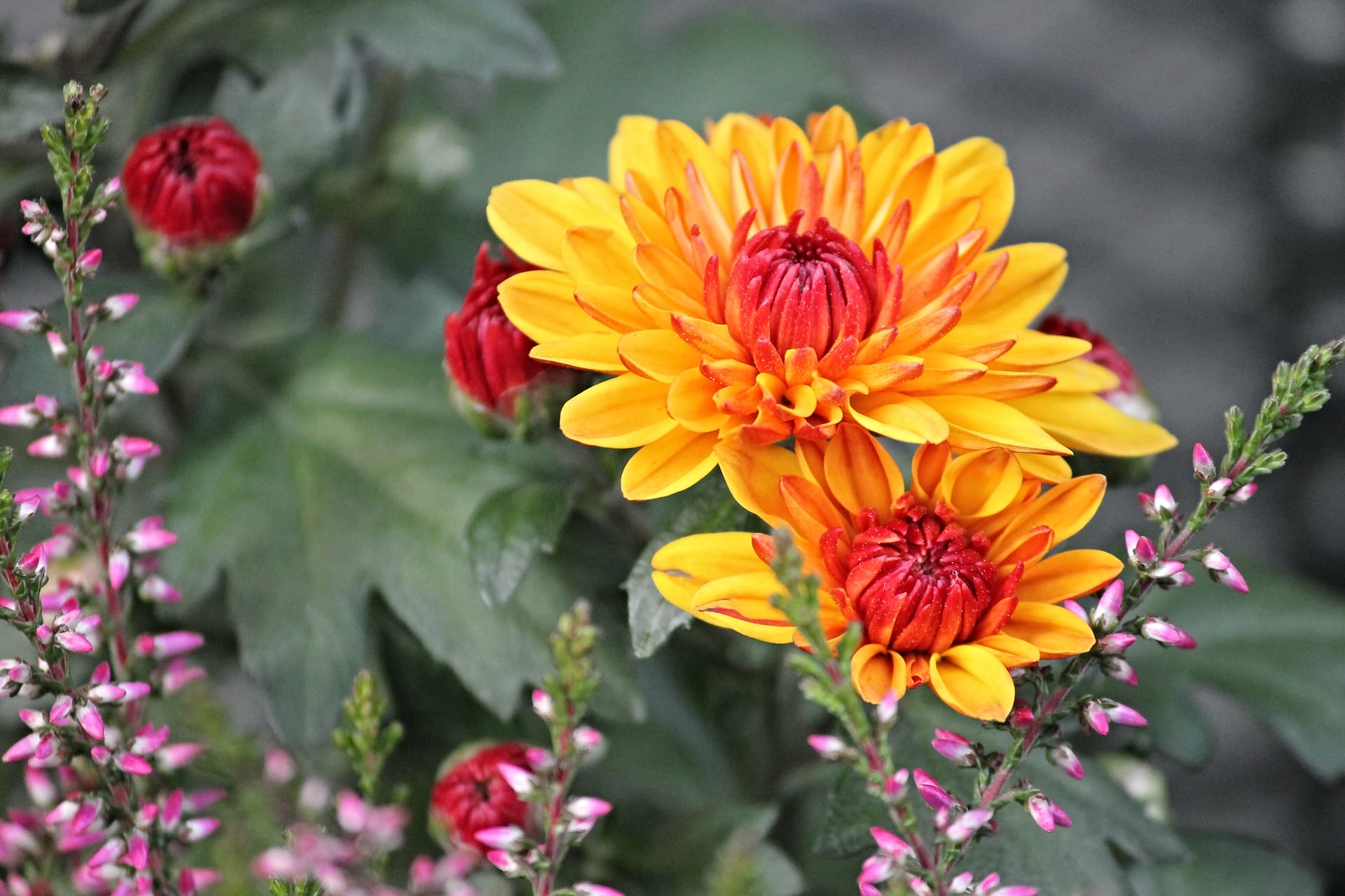 Yellow chrysanthemums.