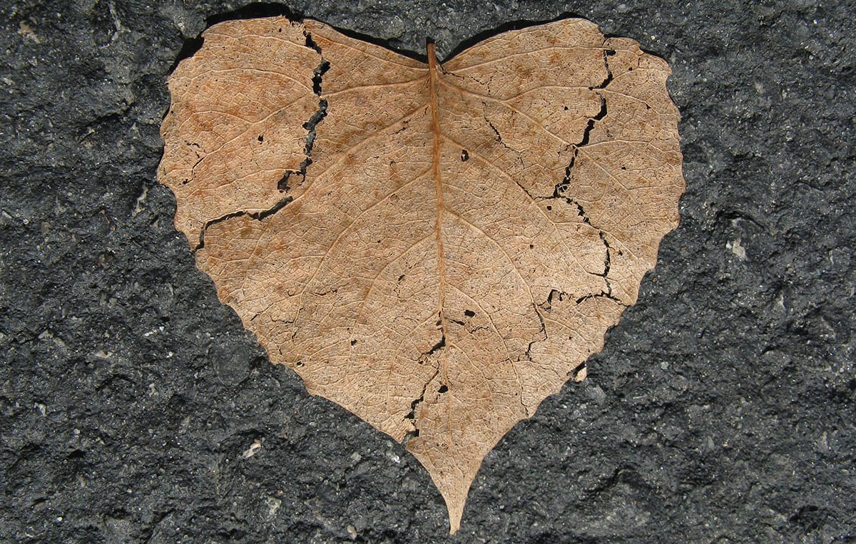 Droken heart (leaf)