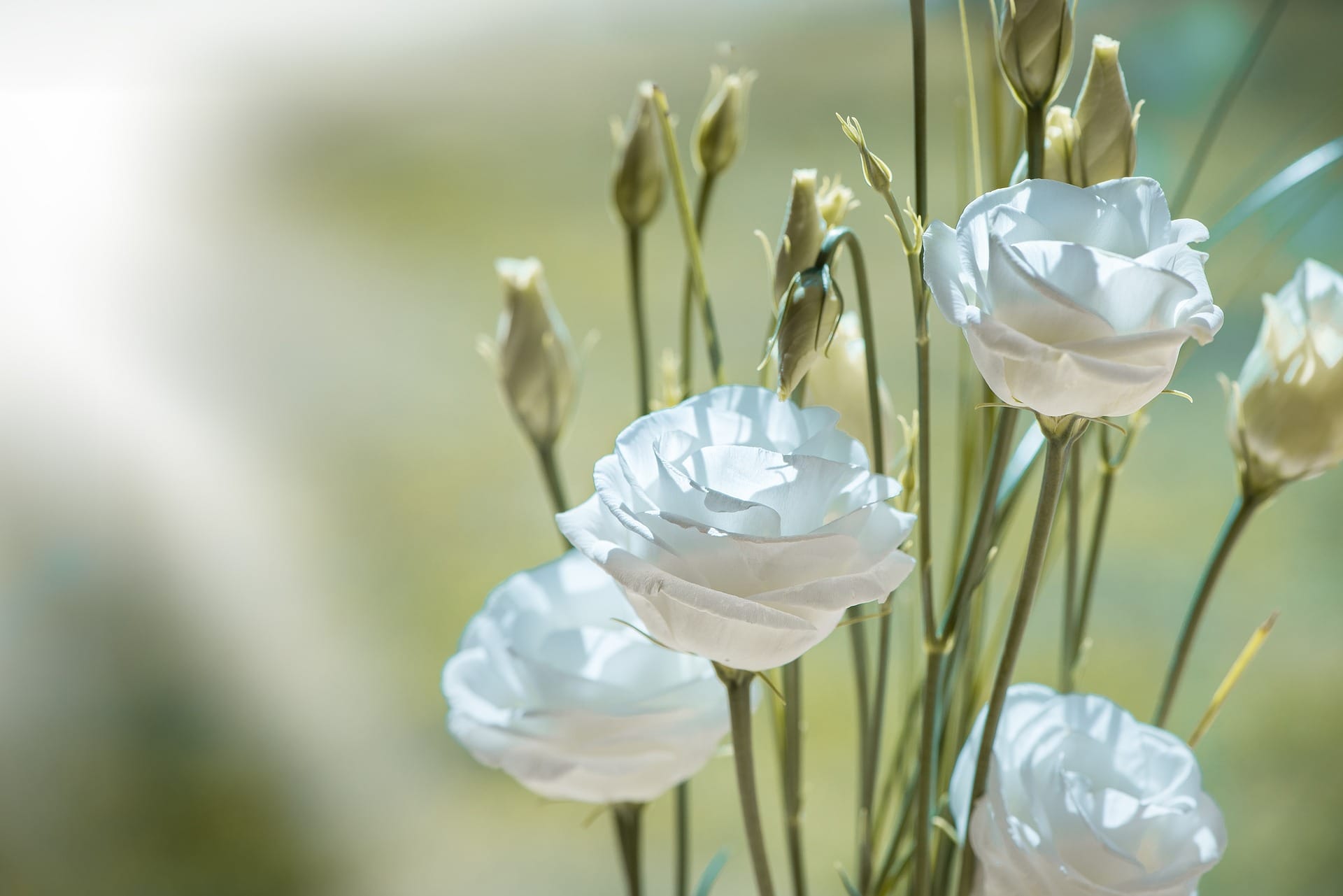 Valkoisia kukkia/White flowers