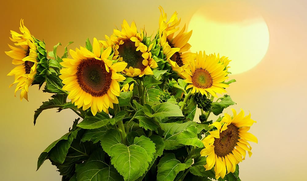 Auringonkukkia/Sunflowers