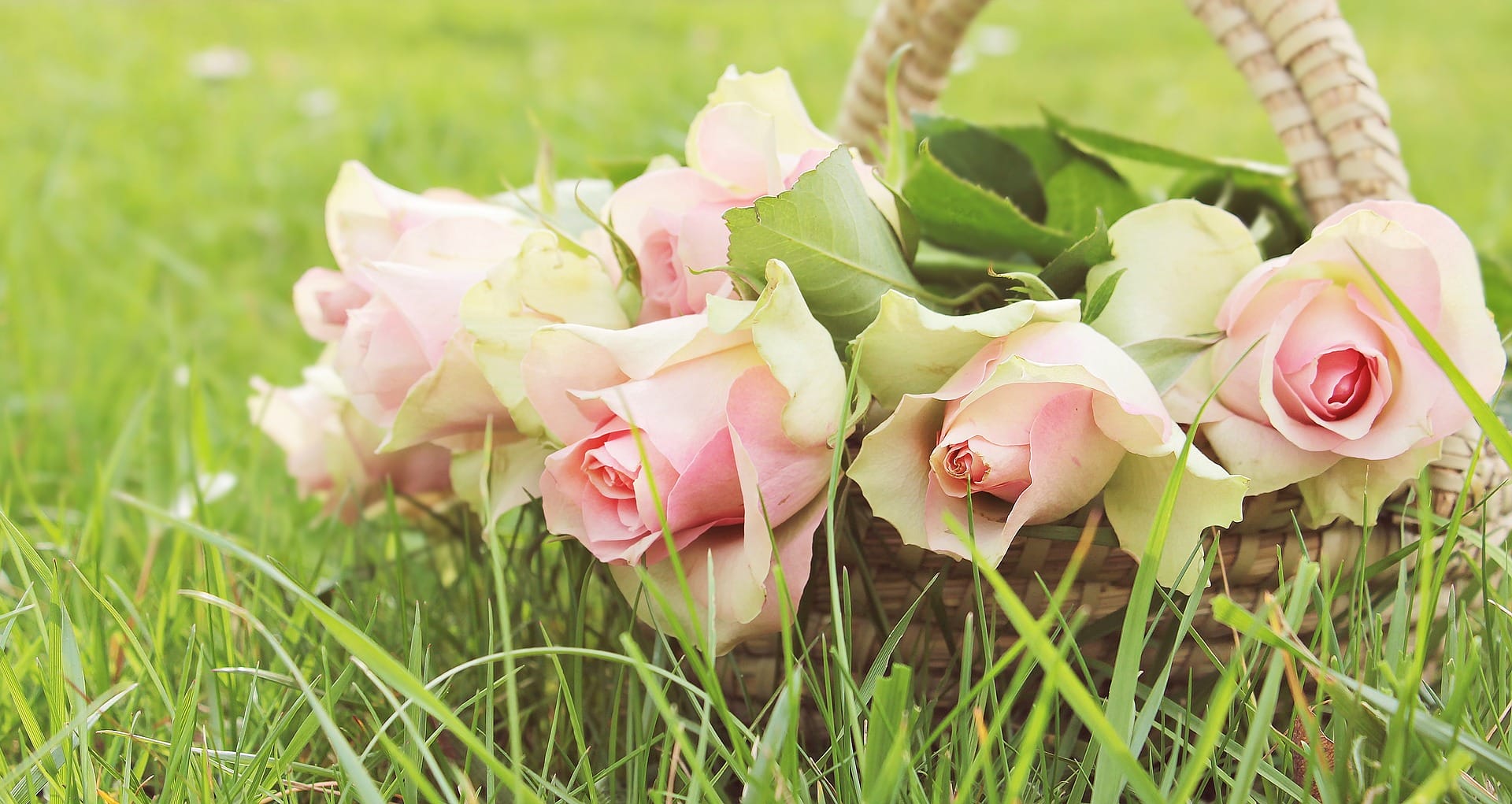 Vaaleanpunaisia ruusuja korissa nurmikolla. Pink roses in a basket on the lawn.