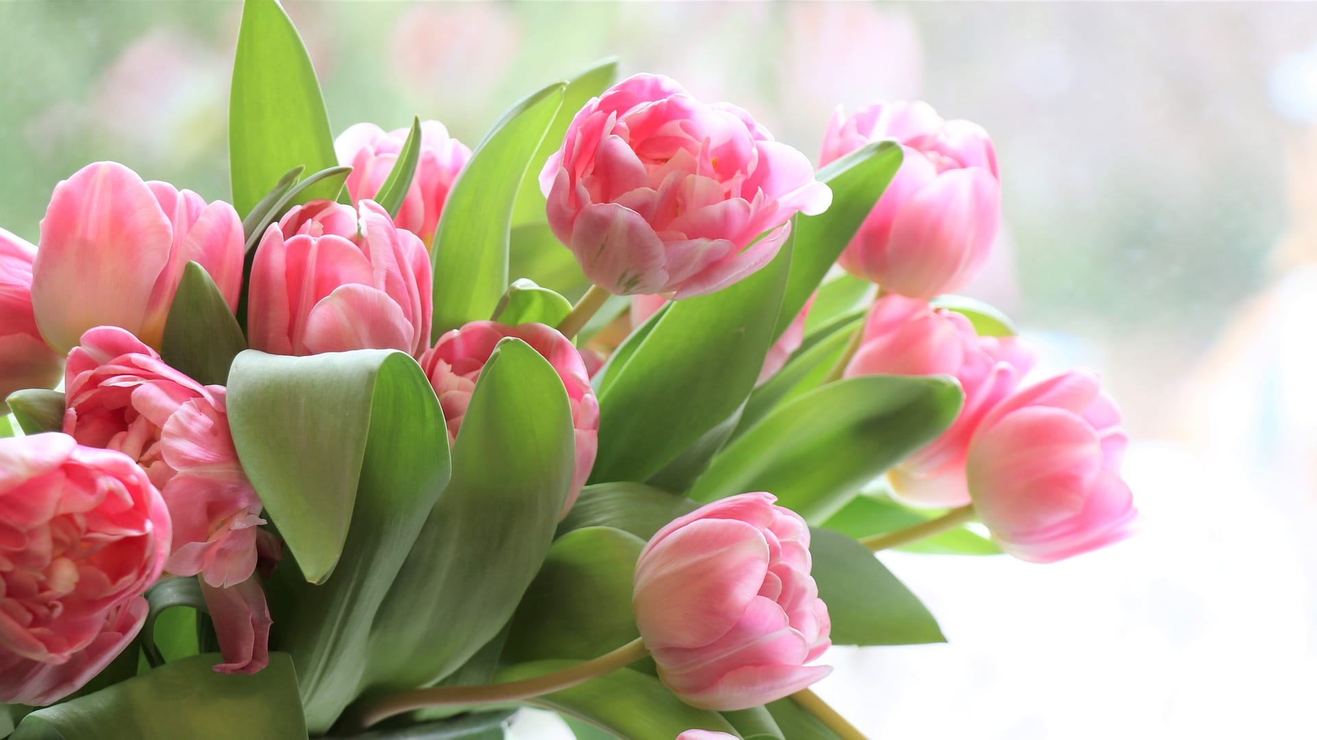 Tulppaaneja/Tulips